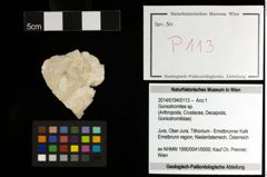 Foto (Objekt + Etiketten) von Goniodromites sp. 